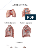 Cara Mediastinica