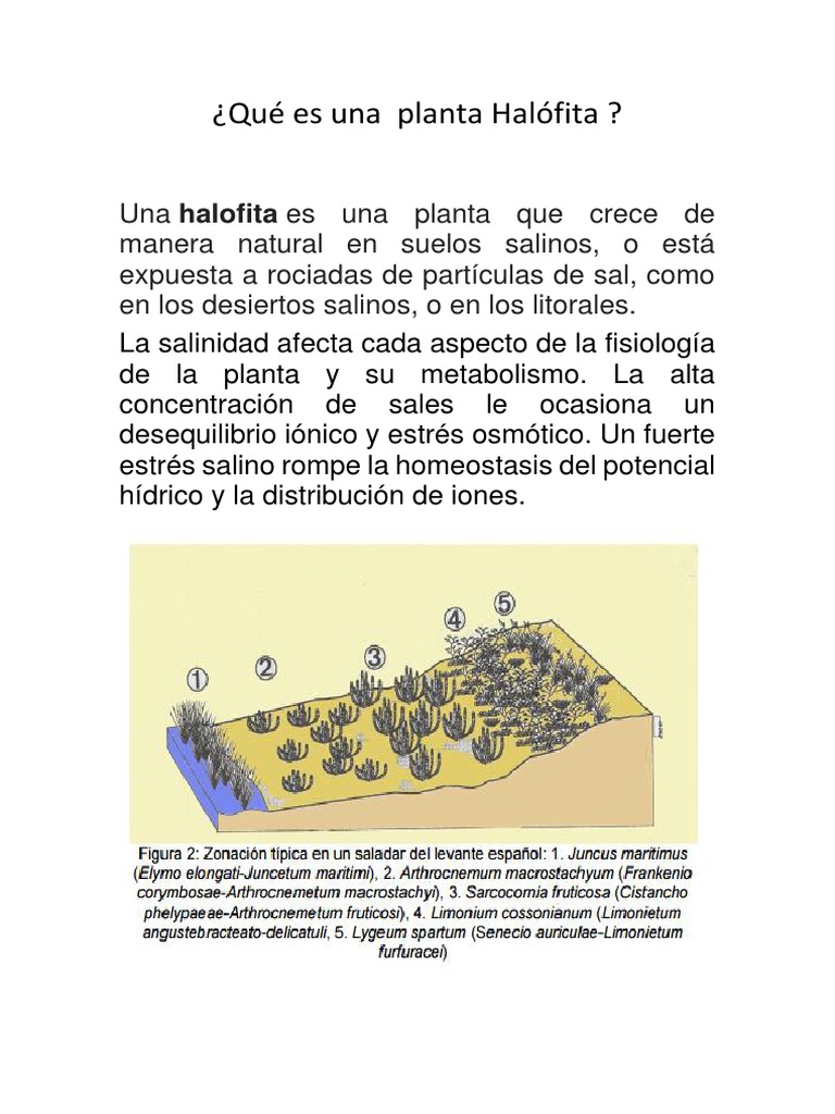 Las plantas halófitas: adaptaciones fisiológicas y clasificación para ...