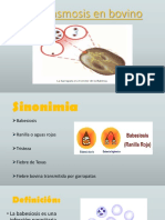 Babesiosis en Rumiantes Expo Final