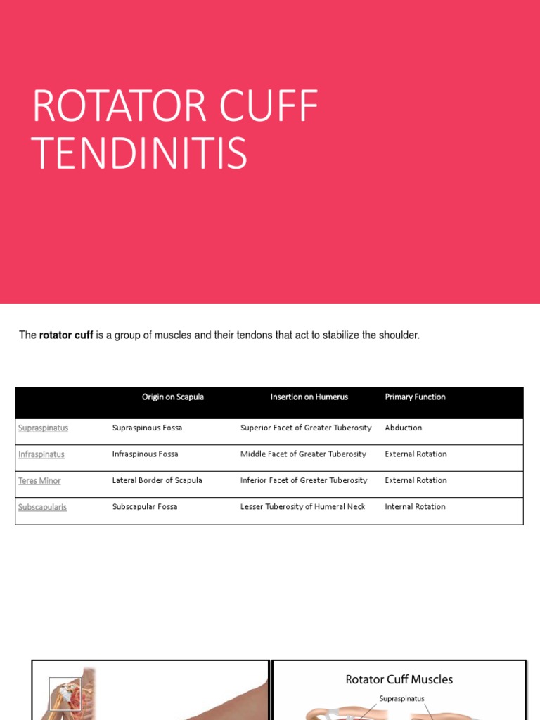 Rotator Cuff Tendinitis | PDF | Shoulder | Anatomical Terms Of Motion