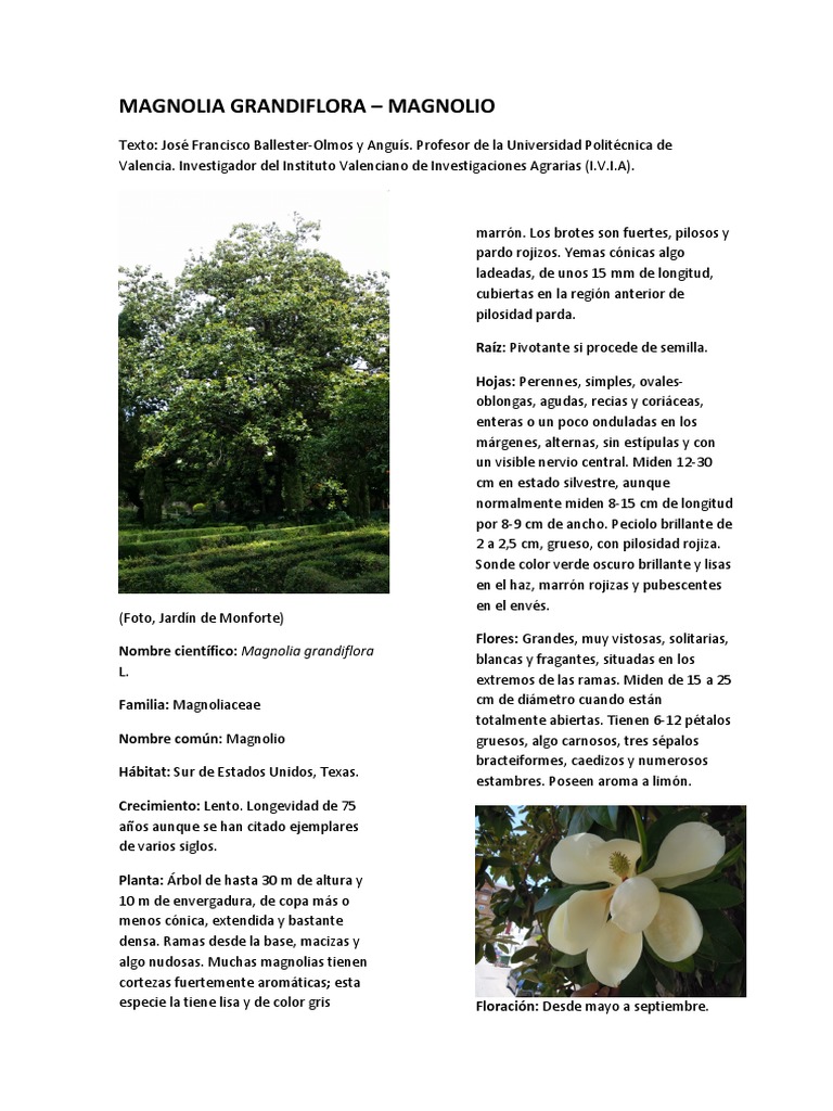 Características del árbol Magnolia grandiflora | PDF | Arboles | Hoja