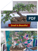 Bonsai Small Is Beautiful