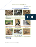 P-jaros comunes en el Valle de M-xico.pdf