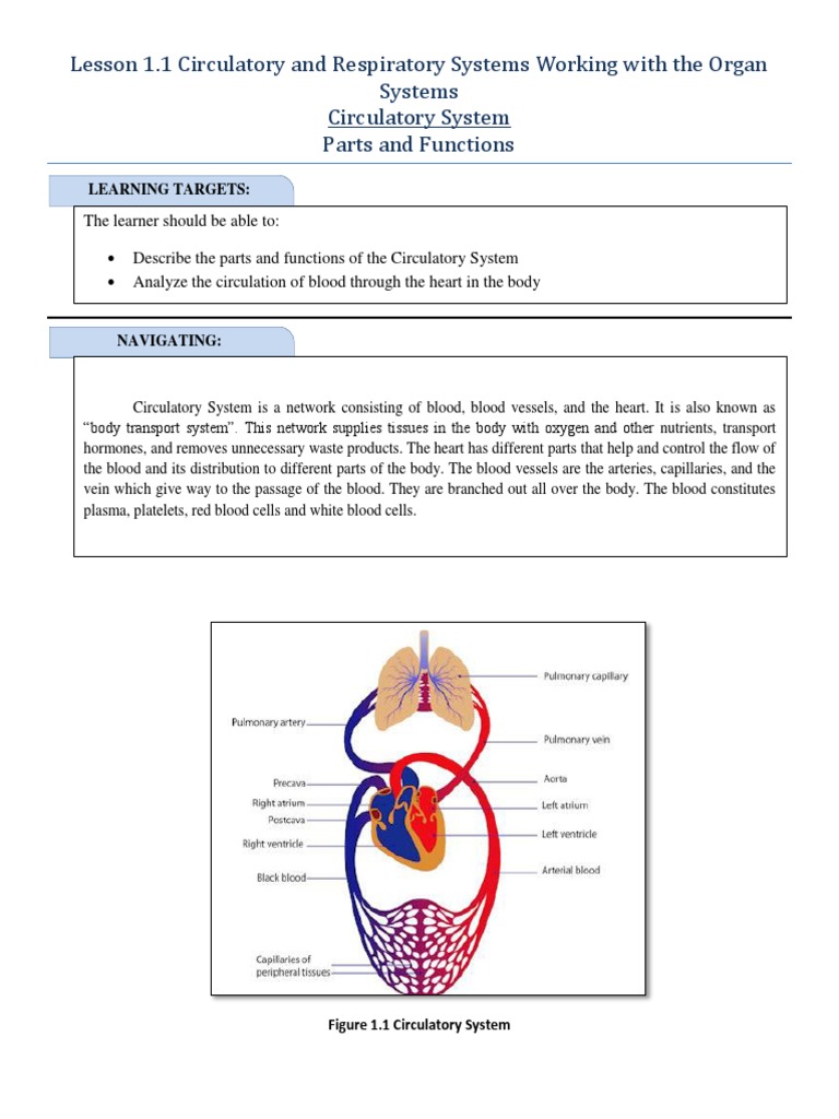Circulatory and Respiratory System Overview | PDF | Blood | Respiratory ...