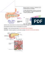 Pancreas Exocrino 