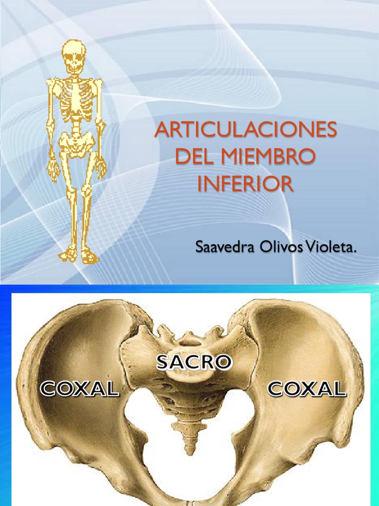 Articulaciones De Miembro Inferior Pdf Articulación Anatomía Humana