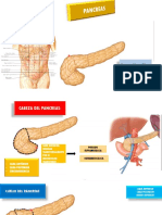Anat Pancreas