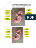 Informe Anatomy