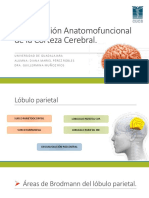 Organización Anatomofuncional de La Corteza Cerebral 