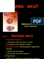 Radang Akut - MG