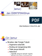 Identifikasi JAMUR