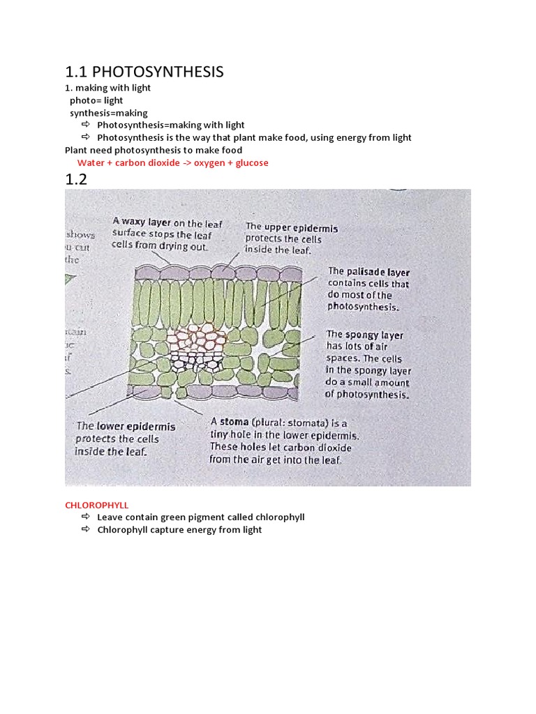 1.1 Photosynthesis: Water + Carbon Dioxide - Oxygen + Glucose | PDF