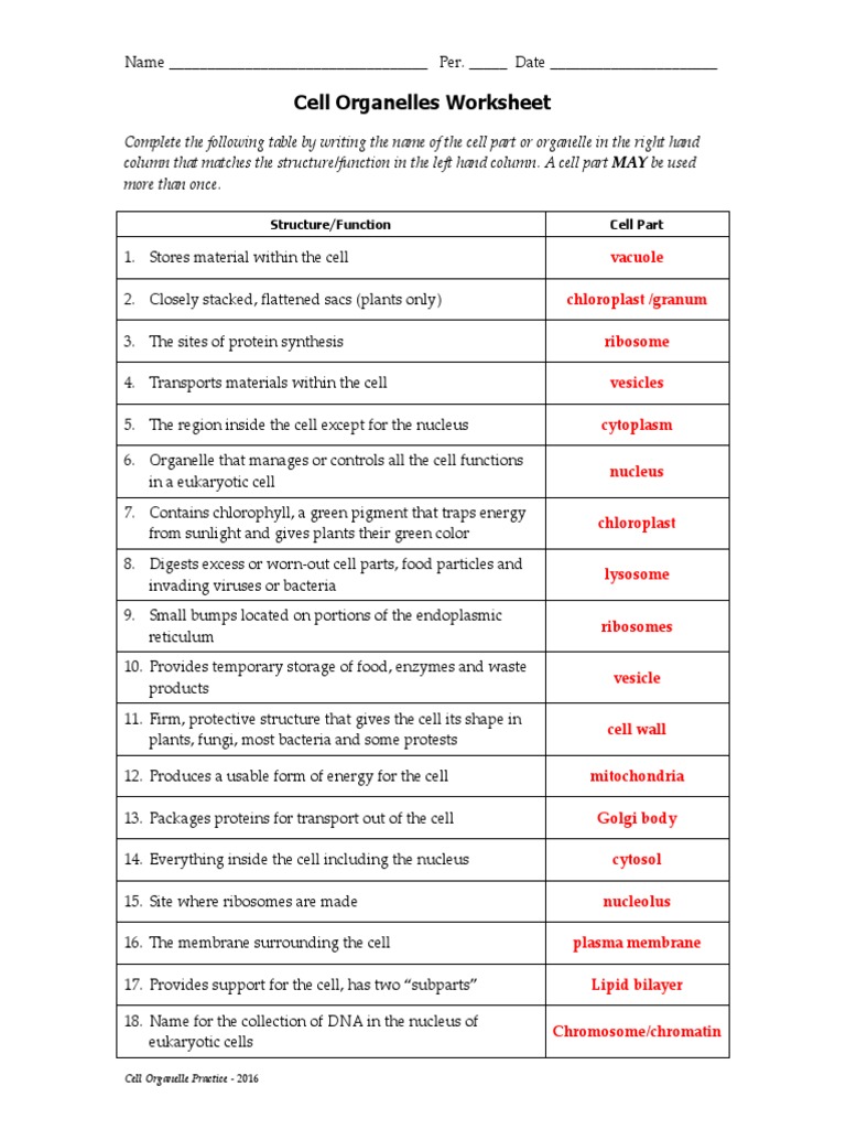 11-Cell Organelles WS 20116 KEY  Lysosome  Cell (Biology) With Cell Organelles Worksheet Answers
