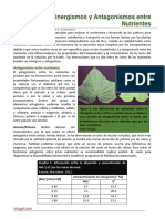 Sinergismo y Antagonismo Entre Nutrientes PDF