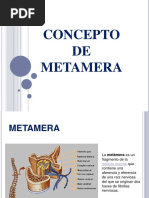 Metámera: Estructura y Funciones Nerviosas | PDF