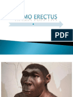 Homo Erectus.pptx