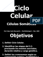 Ciclo Celular y Mitosis