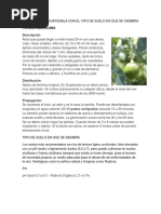 Características y Cultivo del Matasano | PDF | Arboles | Alimentos