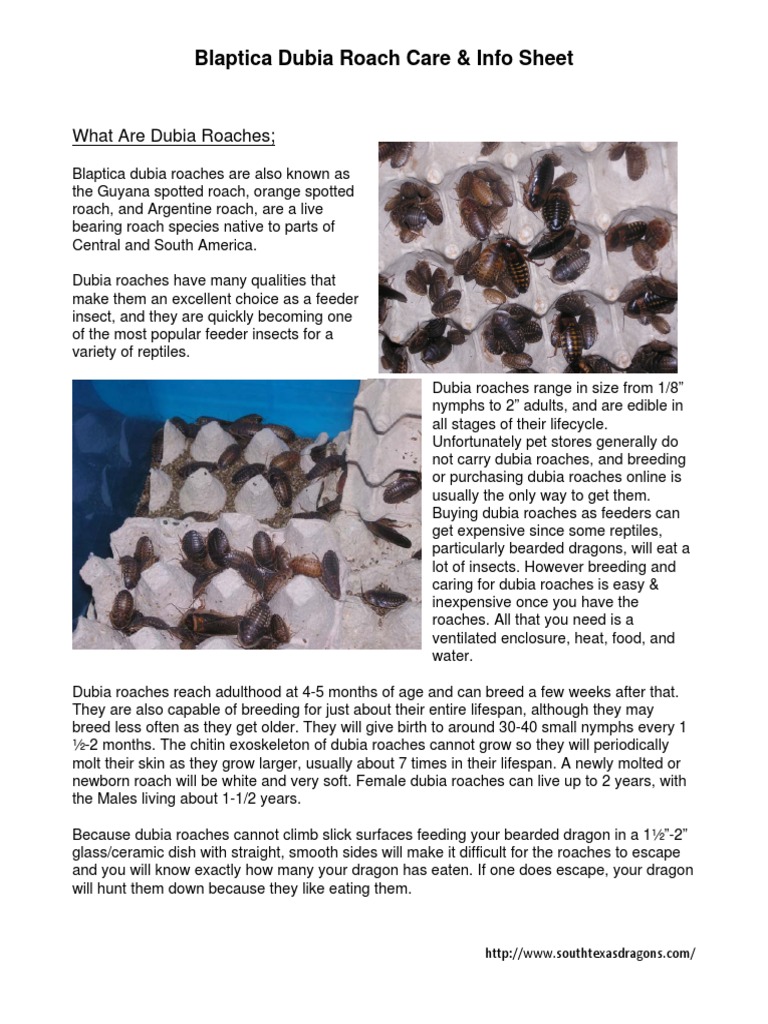 Blaptica Dubia Roach Care & Info Sheet: What Are Dubia Roaches | PDF ...