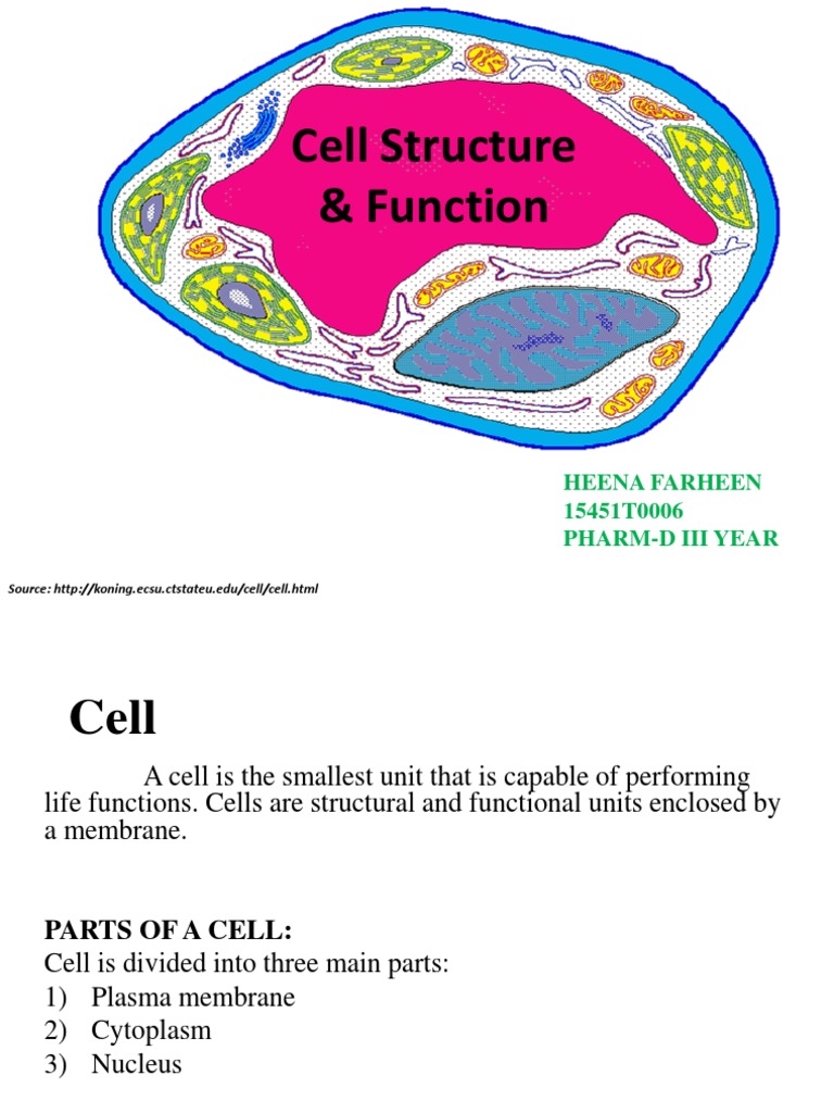 Cell Structure for Pharmacy Students | PDF | Endoplasmic Reticulum ...