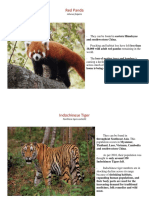 Red Panda: Ailurus Fulgens