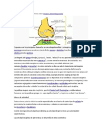 Sinapsis: comunicación neuronal