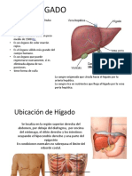 EXPOSICIÓN GLANDULAS ANEXAS DEF.pptx