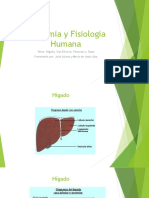 Anatomia y Fisiologia Humana