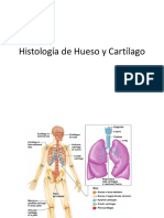 Hueso y Cartílago Histología