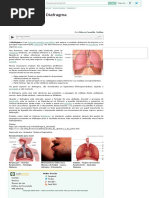 Diafragma - Músculo - Anatomia Humana