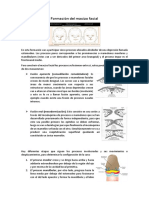 Resumen Formación Del Macizo Facial