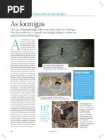 Criadouro de formigas 