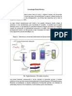 Cronología Dental Bovino