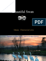 Beautiful Swan