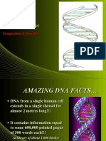 (Deoxyribonucleic Acid) : Composition & Structure