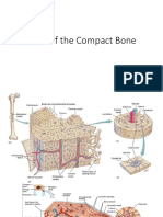 Parts of Compact Bone