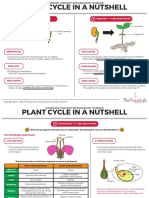 DG5 Plant Cycle in a Nutshell l1d
