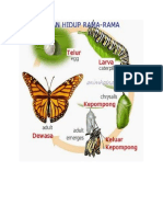 Butterfly Life Cycle