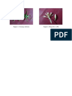 Figure 1. Cananga Odorata: Figure 2. Magnolia X Alba