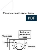 Estructura de Ácidos Nucleicos