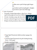 Epitel Transisional