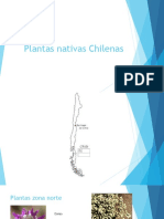 Plantas nativas Chilenas
