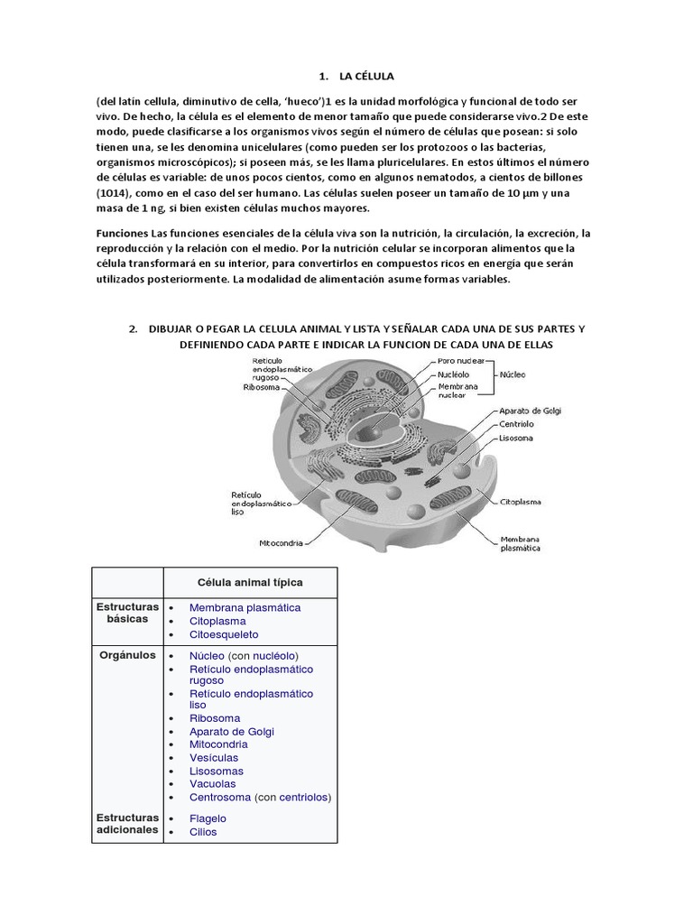 Partes y funciones de la célula animal | PDF | Citoplasma | Biología ...