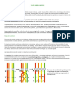 Taller Sobre La Meiosis