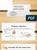 ORGANO EFECTOR LESLIE.pptx