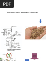 Parte 1 Morfologia de Gramineas e Leguminosas