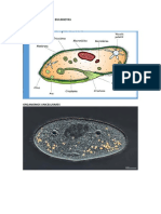 Protozoa Rios