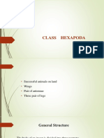 CLASS    HEXAPODA.pptx