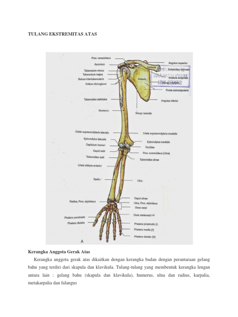 39+ Anatomi Tulang Ekstremitas Atas Pdf