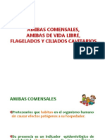 Amibas Comensales 2018 - Copia